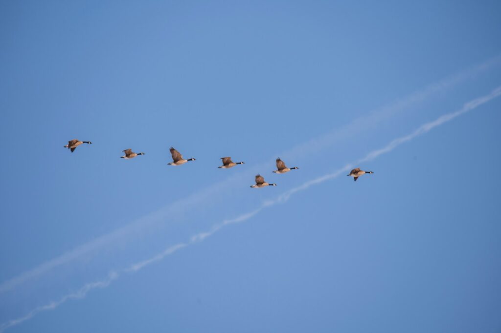 A small flock of Canada geese flies in a V-formation across a blue sky with a contrail.
