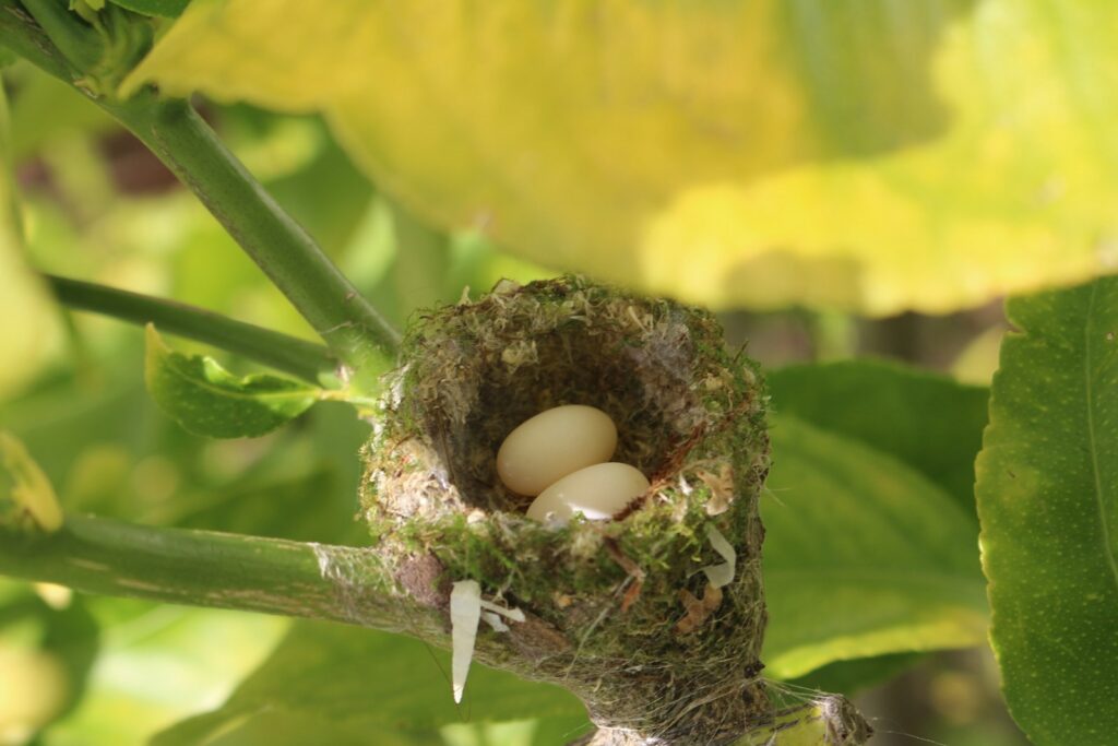 Two tiny, white hummingbird eggs rest in a small, mossy nest nestled on a branch.