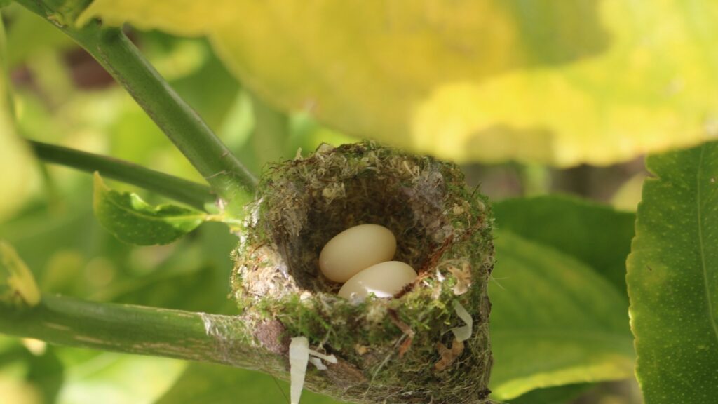 Two tiny, white hummingbird eggs rest in a small, mossy nest nestled on a branch.