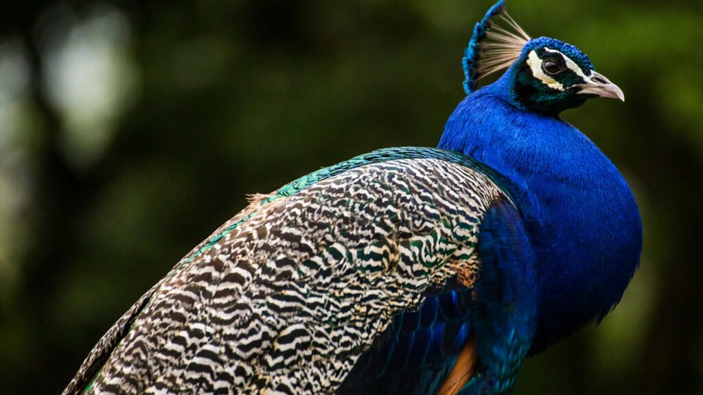 Peacock body in sharp focus with blurred background