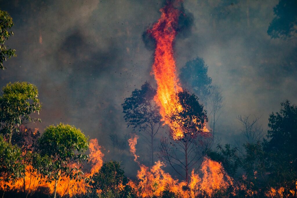 a forest fire burning through a forest filled with trees