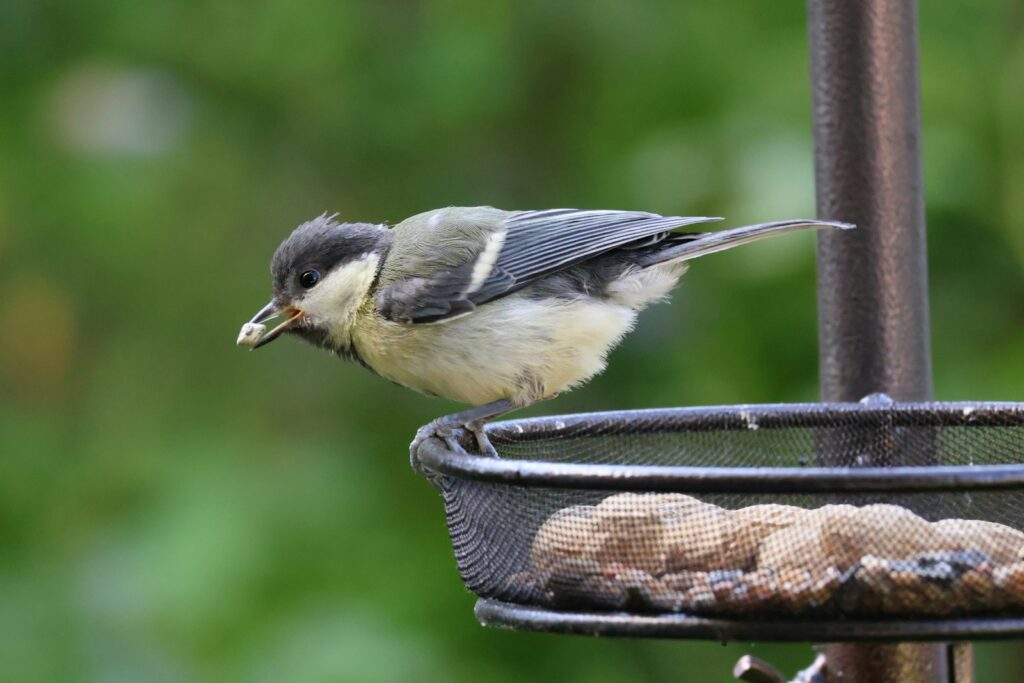 A Great Tit with grey, white, and black feathers eats from a wire feeder.