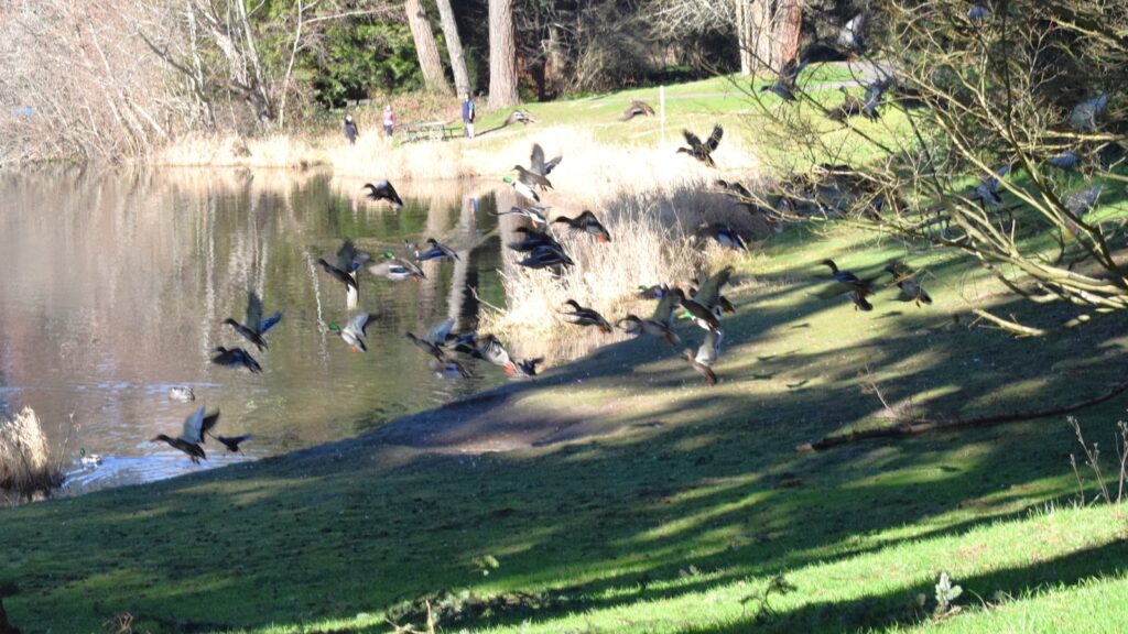 Flock of ducks flying toward a pond in a park