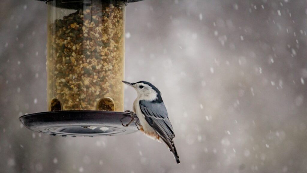 White-breasted Nuthatch clinging to the side of a bird feeder on a snowy winter day.
