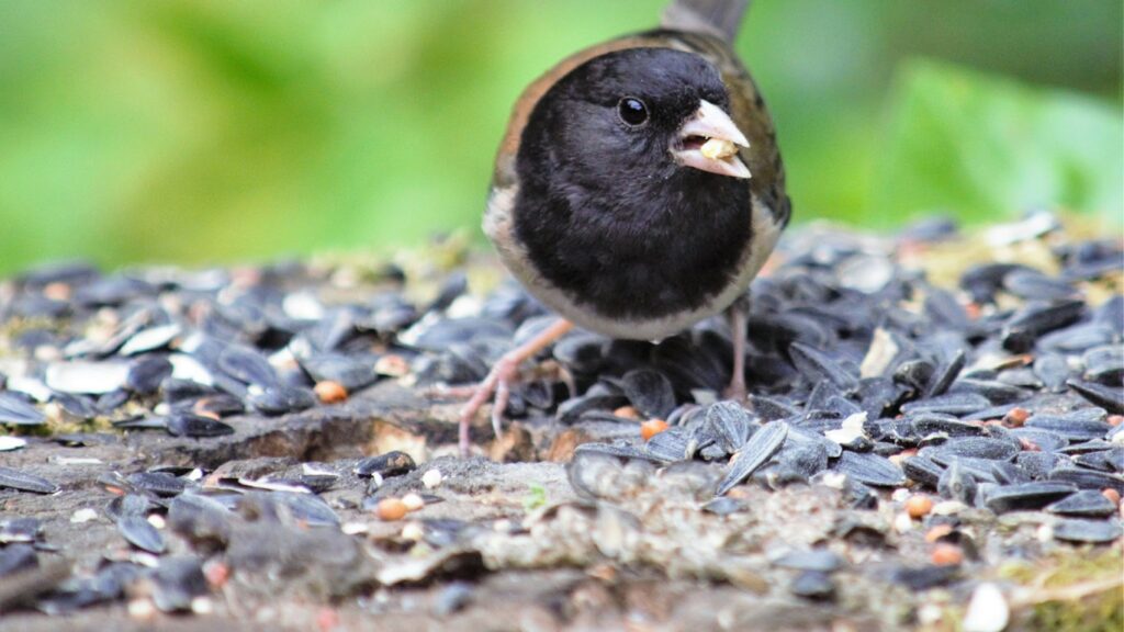 Dark-eyed Junco eating bird seeds on a wood surface