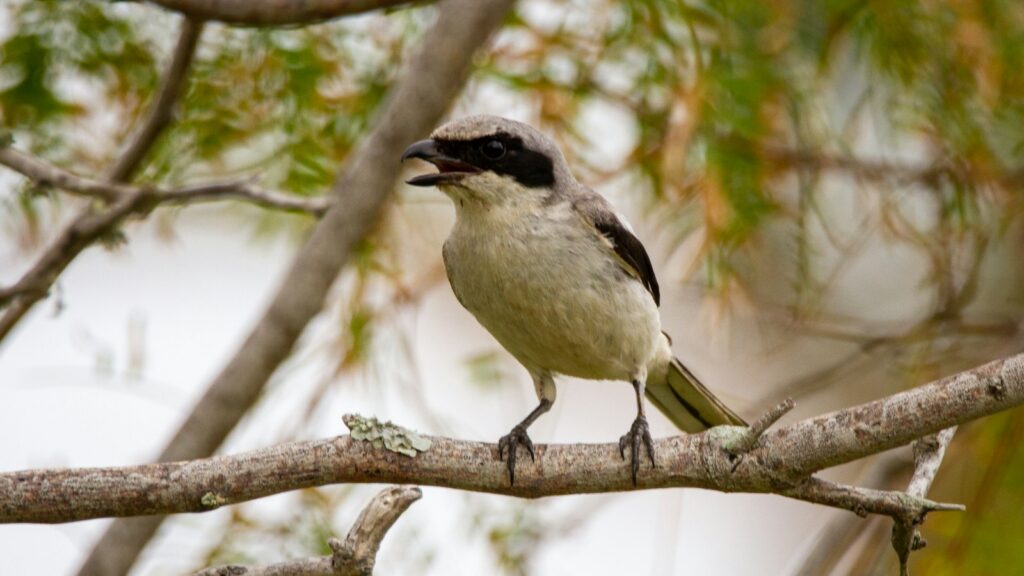 Loggerhead Shrike perched on a branch with beak open