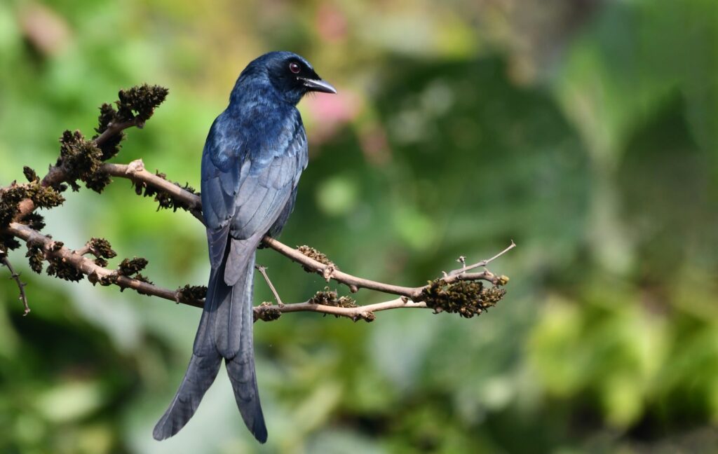 a blue bird sitting on a branch of a tree