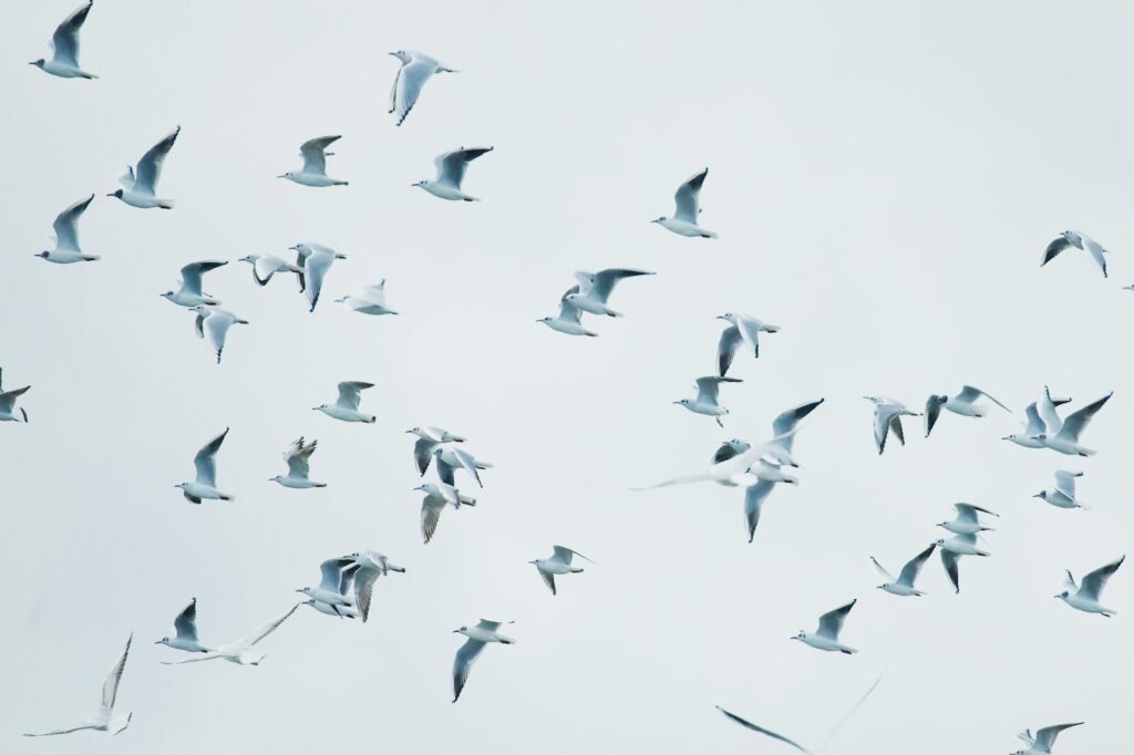 A flock of white birds soars gracefully across the vast sky.