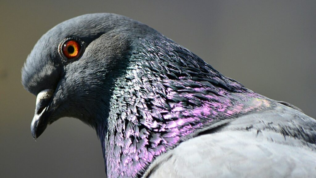 Close-up of pigeon’s head and upper body