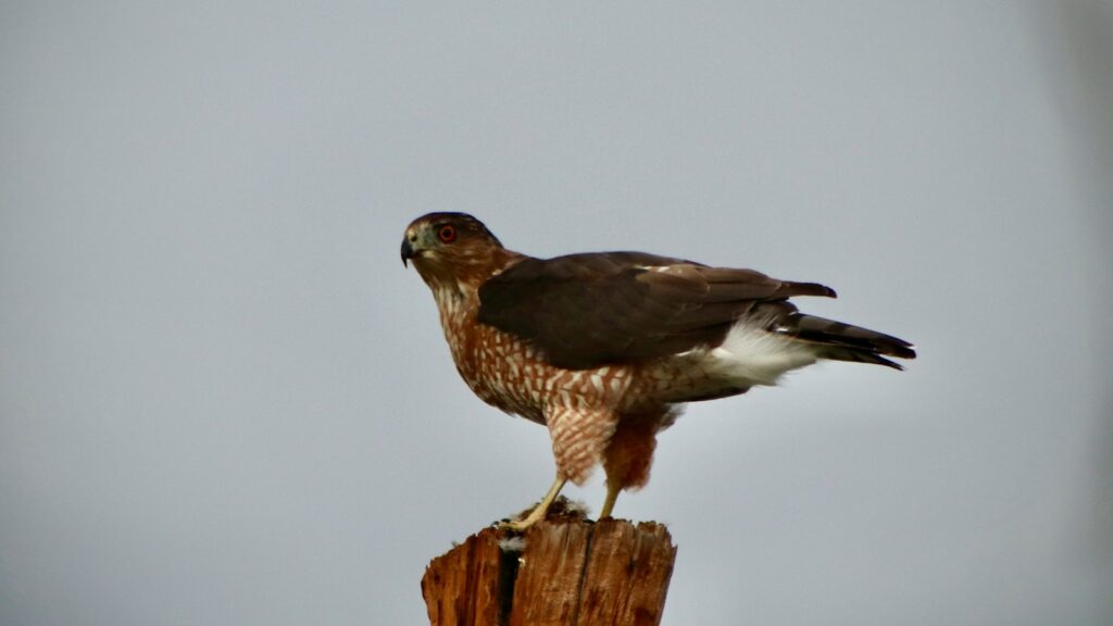 Cooper’s Hawk perched alertly on a weathered wooden post