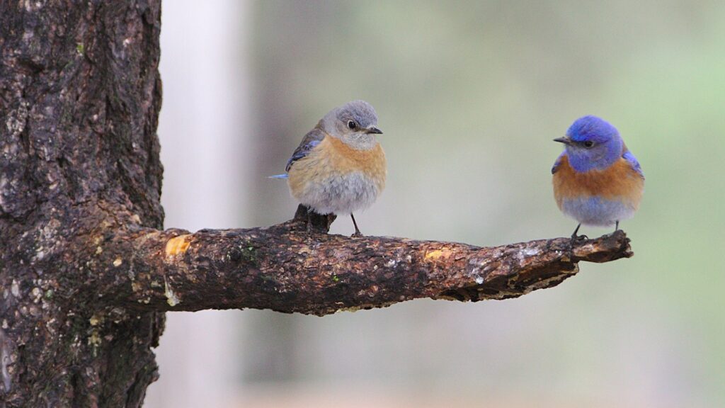 blue birds perched on a tree