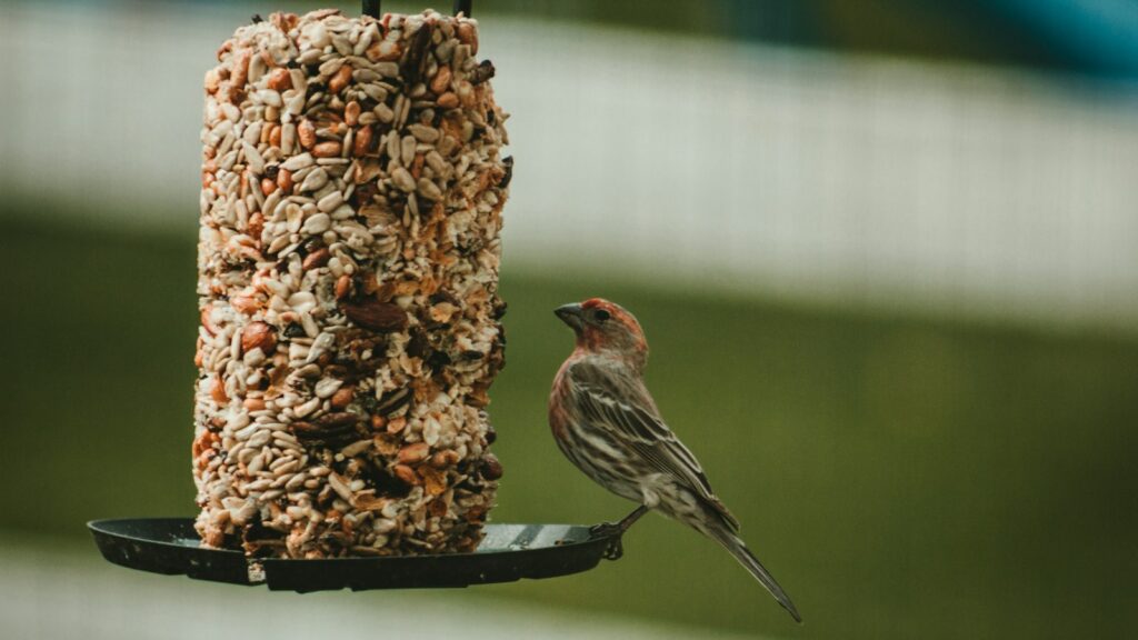 A House Finch perches on a bird feeder with a seed block