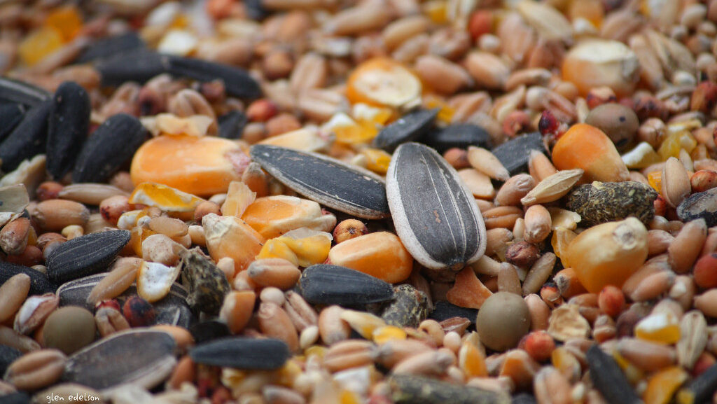 Close-up of assorted bird seeds