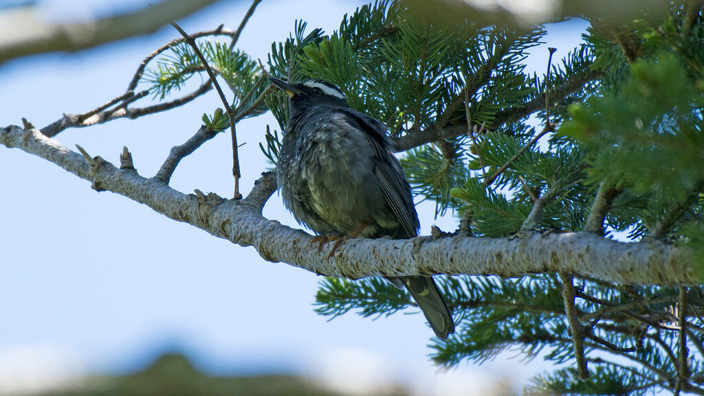 Male Siberian Thrush resting on a branch
