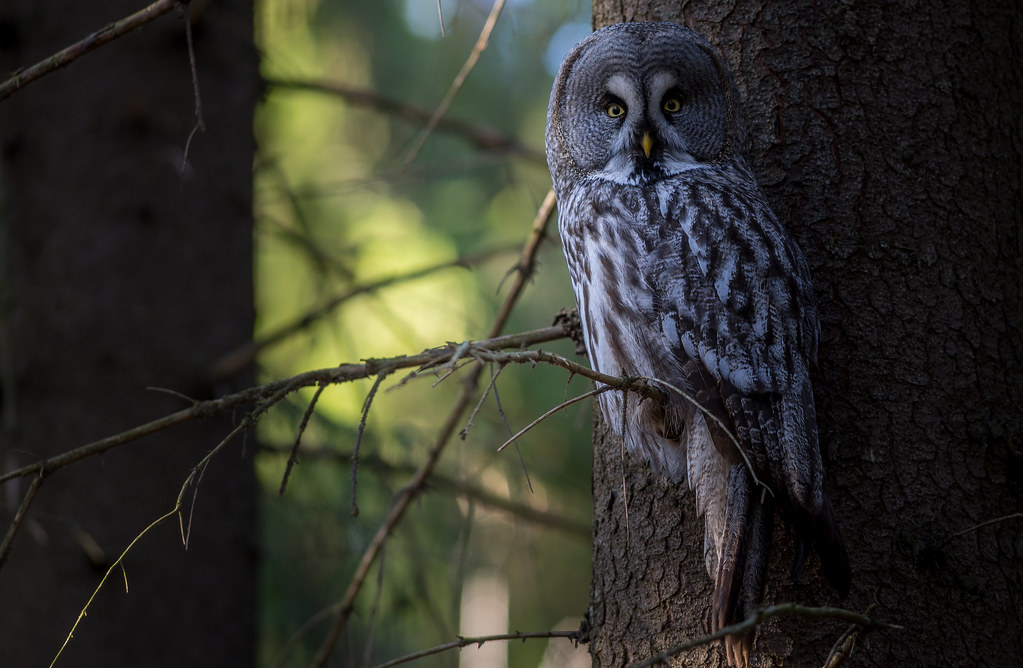 A Great Grey Owl is perched on a tree trunk in a forest.