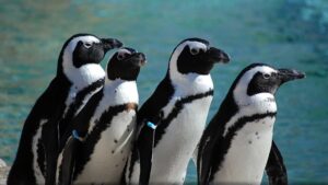 Four African penguins stand together.