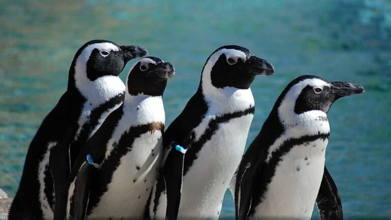 Four African penguins stand together.