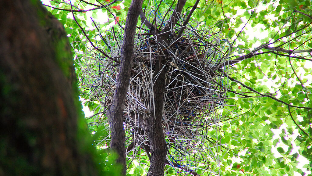 Crow's nest constructed with stolen wire hangers