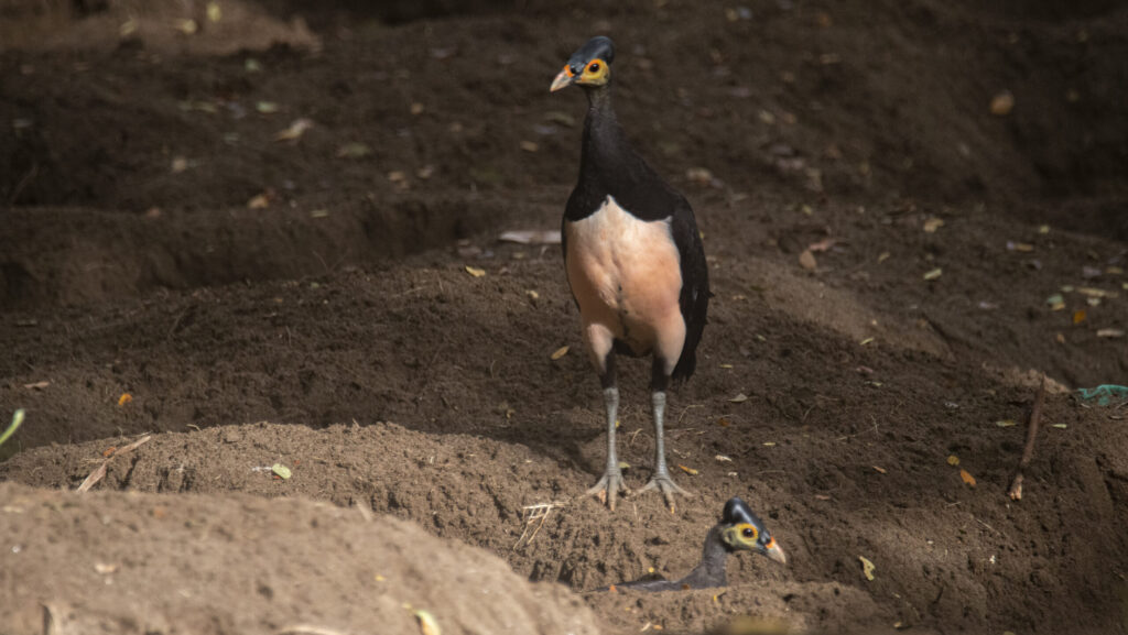 Maleo bird standing on soily, earthy ground