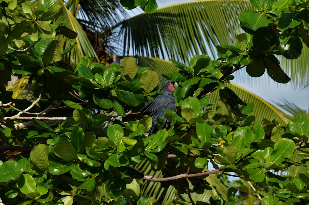 Palm Cockatoo