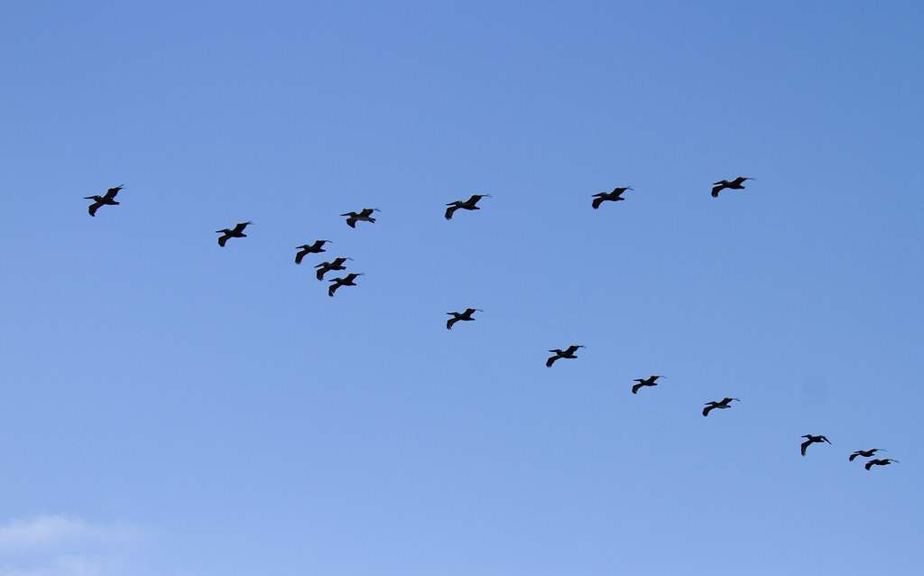 A flock of Canada Geese flies in a clear V-formation against a cloudy sky.