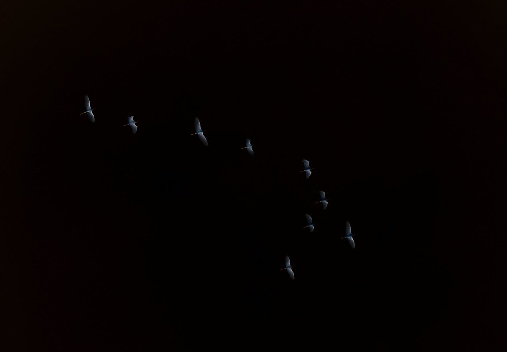 Several egrets fly across a dark night sky.