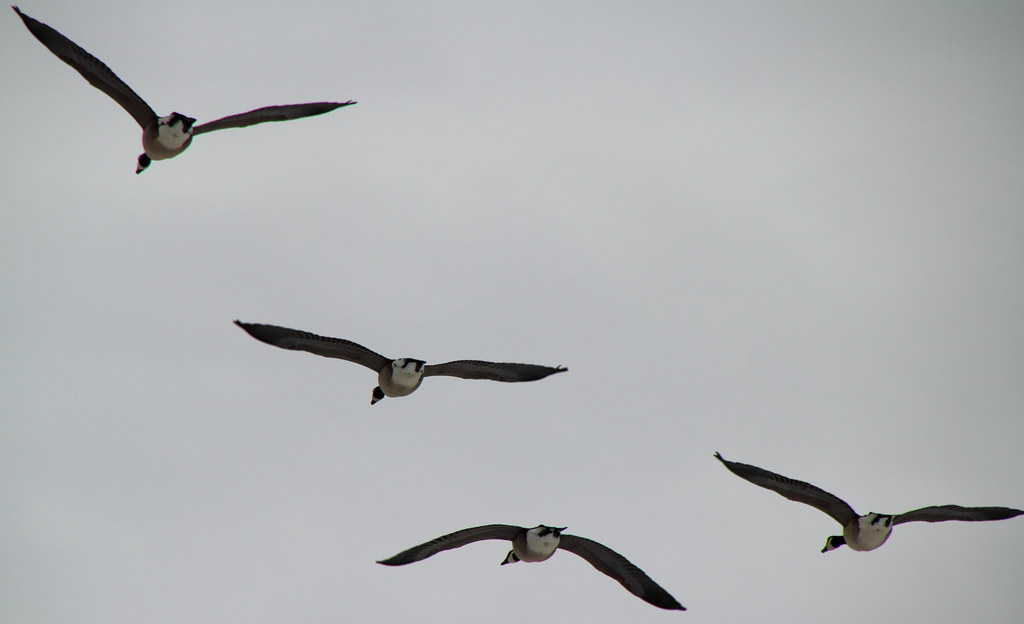 A flock of Canada geese flies in formation against a cloudy sky.