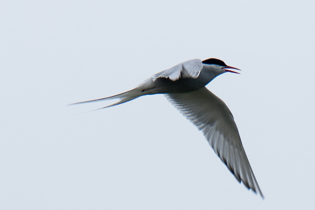 An Arctic Tern with a red beak and black cap flies against a light sky.