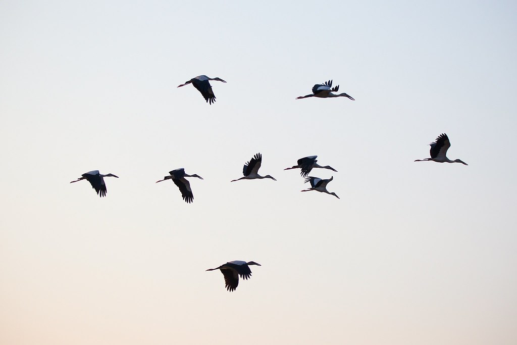 A flock of Asian openbills glides across a pale sky.