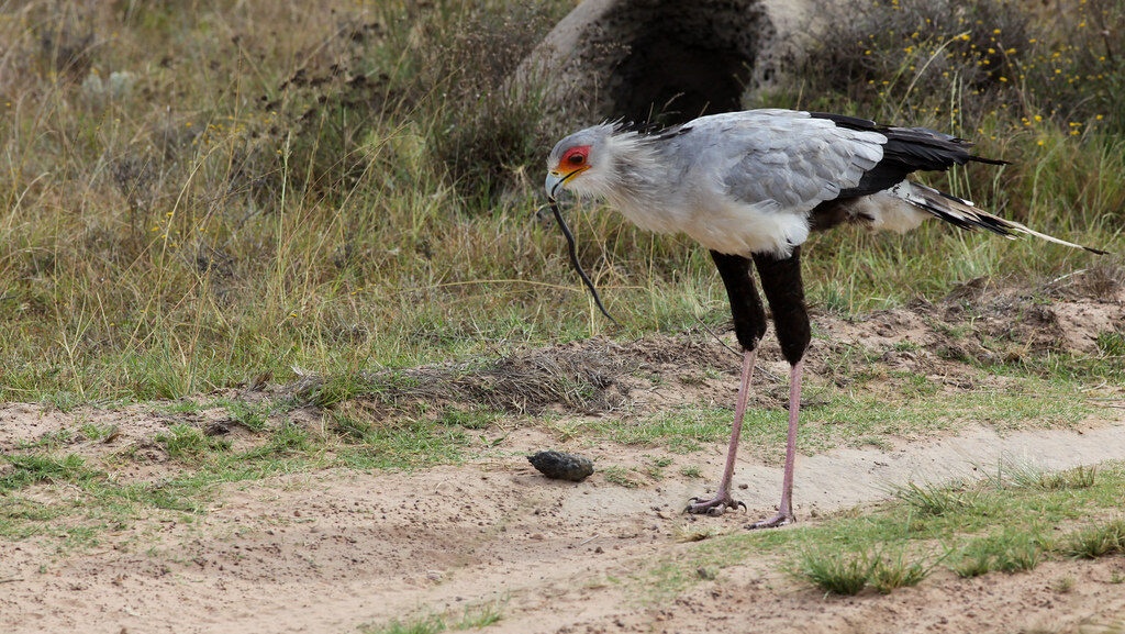 Secretary bird holding a snake in its beak