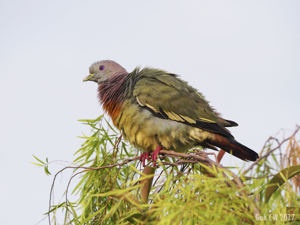 A Pink-necked green pigeon is perched on a branch.
