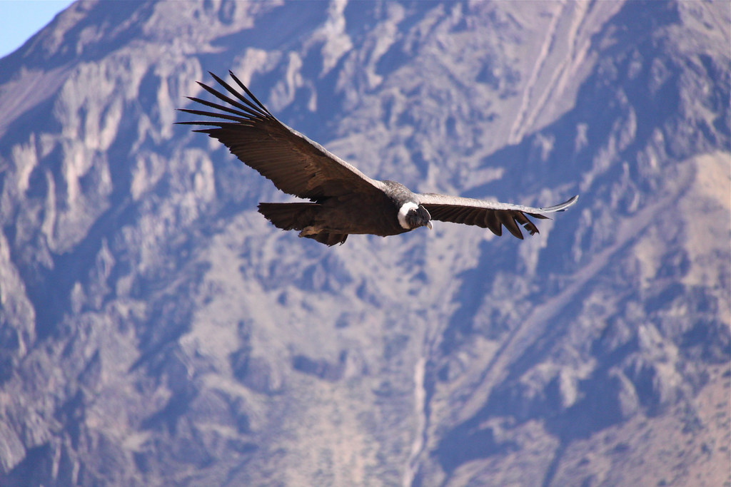 An Andean condor flies with mountains in the background.