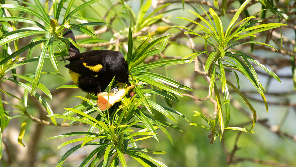Cuban Oriole piercing a yellow flower to sip nectar