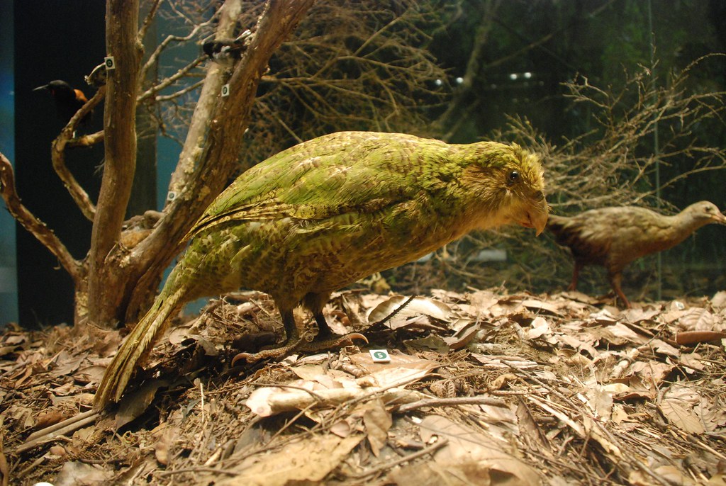 A Kākāpō perched on a bed of dry leaves, with another bird in the background.