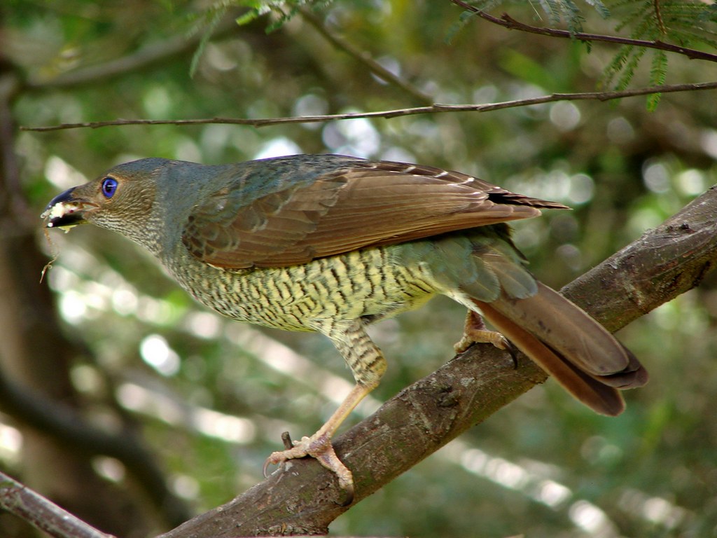 Spotted Bowerbird perches on a branch with prey in its beak.