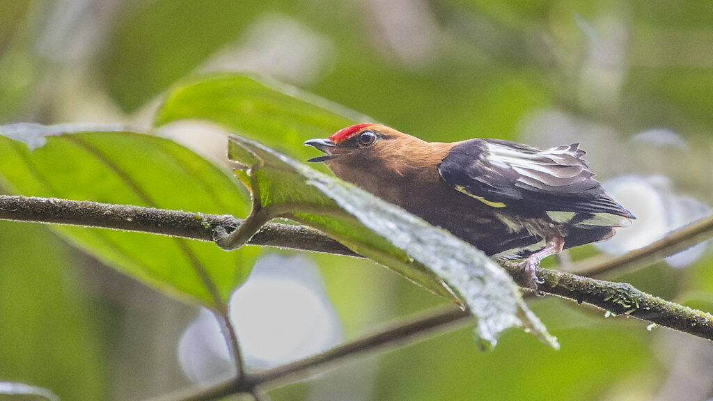 Club-winged Manakin with open beak engaging in mating display