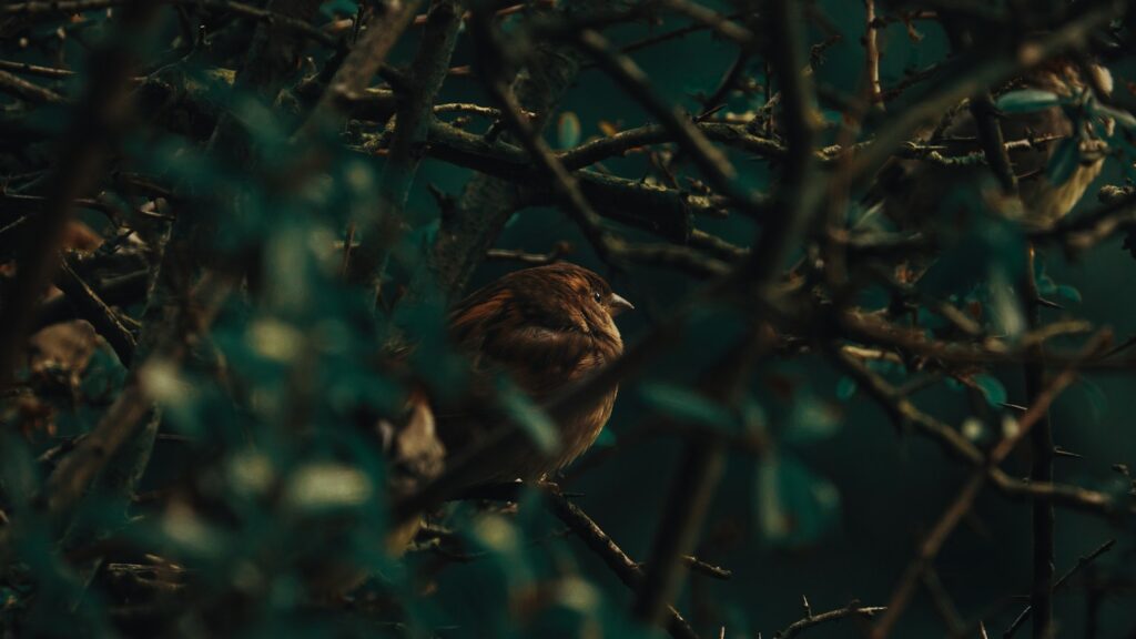 Bird perched inside bush with dense thorny branches