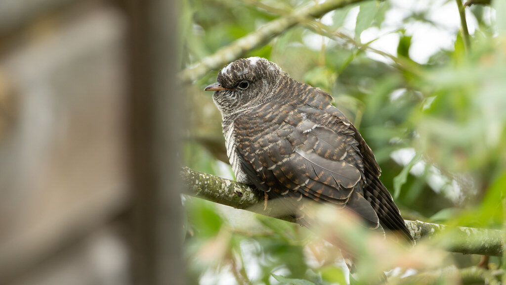 Juvenile Common Cuckoo perched on a tree branch amid dense green foliage