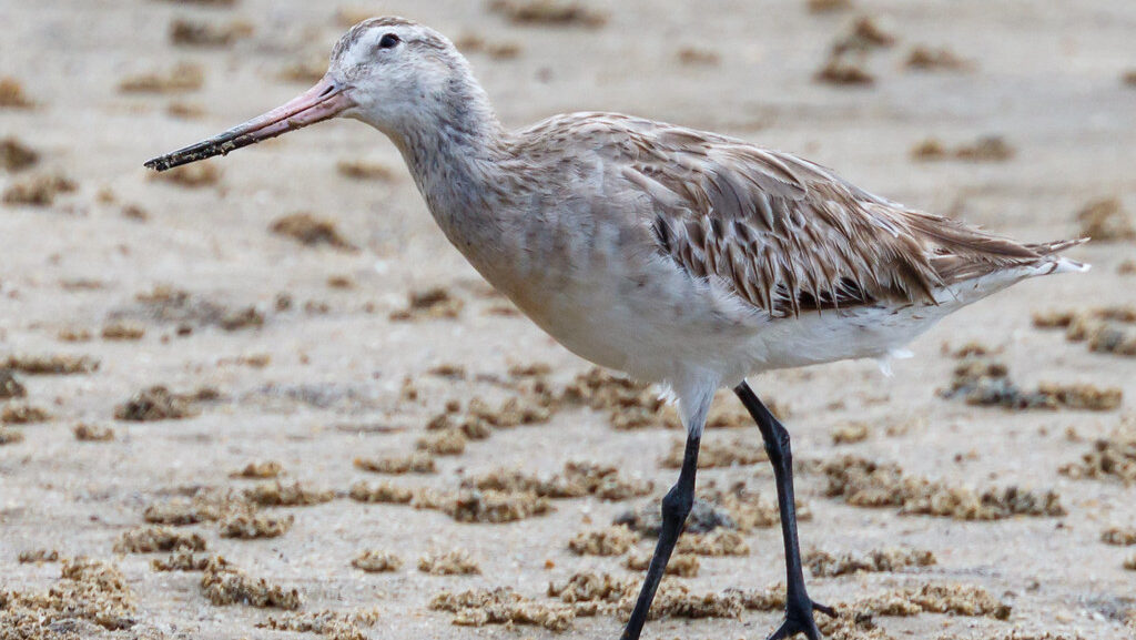 Bar-tailed Godwit perched on sandy shore