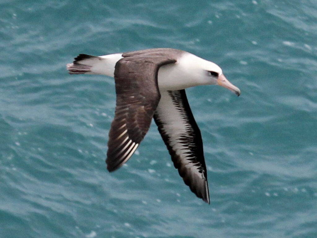 A Black-browed Albatross soars over the ocean.