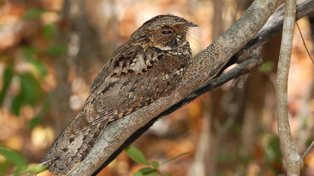 Nightjar camouflage blending into a tree branch