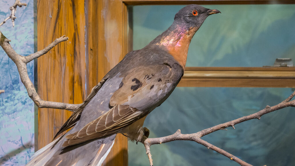 Extinct passenger pigeon specimen on display at Cleveland Museum of Natural History