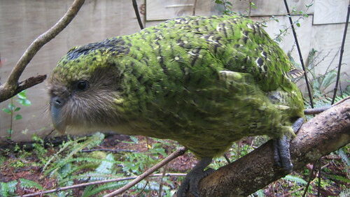 Sirocco the Kakapo perched on his favorite tree