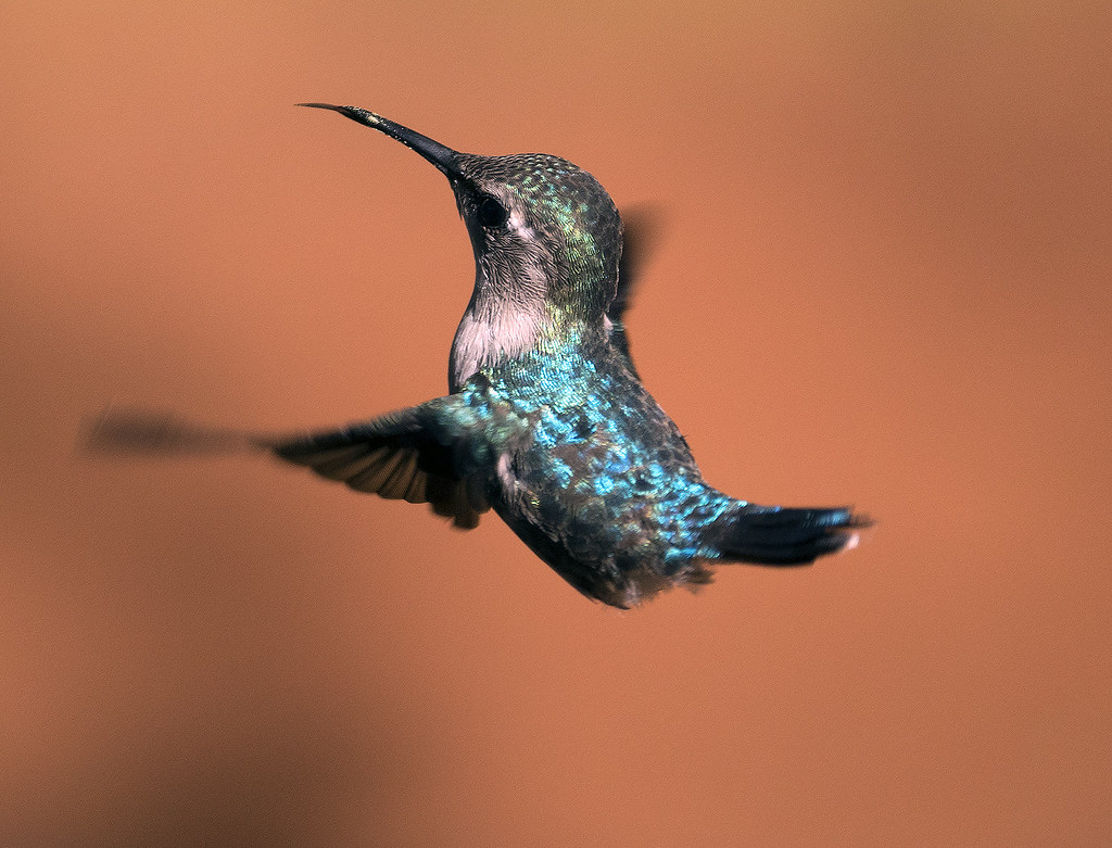 Bee Hummingbird hovers, displaying iridescent green and blue body feathers.