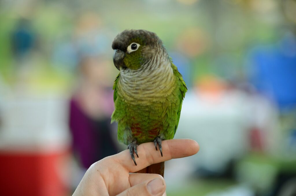 A green-cheeked parakeet with a grey head and red markings perches on a finger.