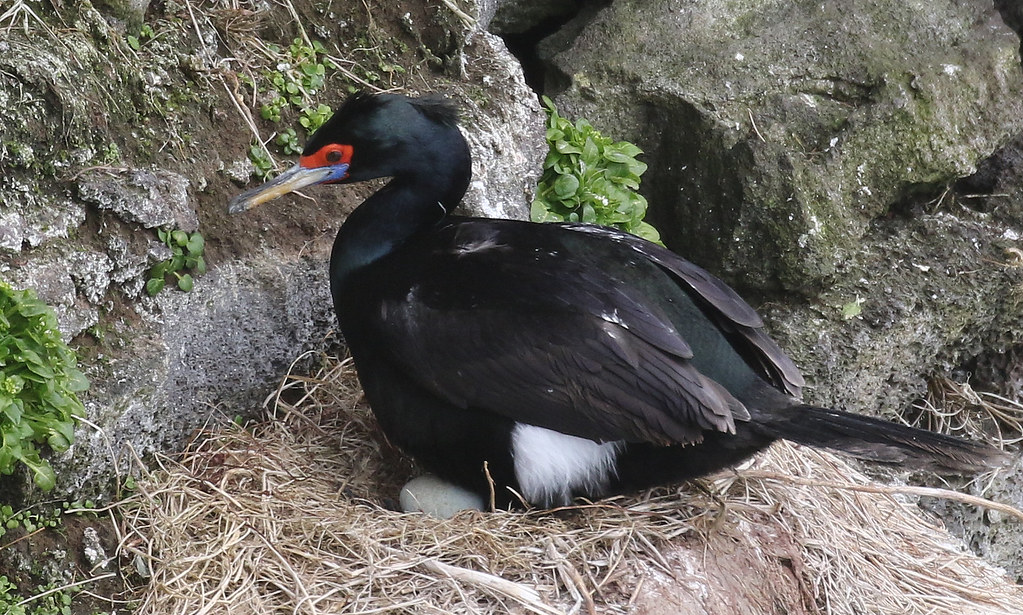 Red-faced cormorant sitting on a nest with an egg.