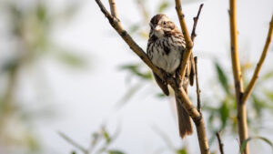 A song sparrow with brown and white streaked plumage perches on a twig.