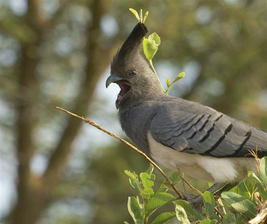 A White-bellied Go-away-bird with its beak open perches on a branch.