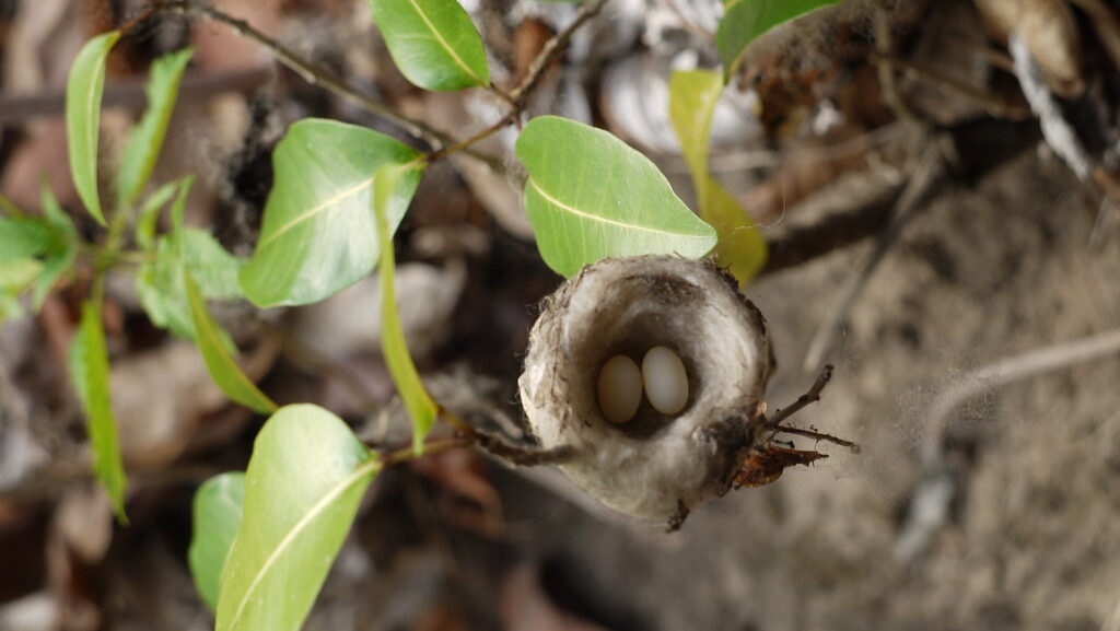 A tiny white hummingbird egg in a nest.