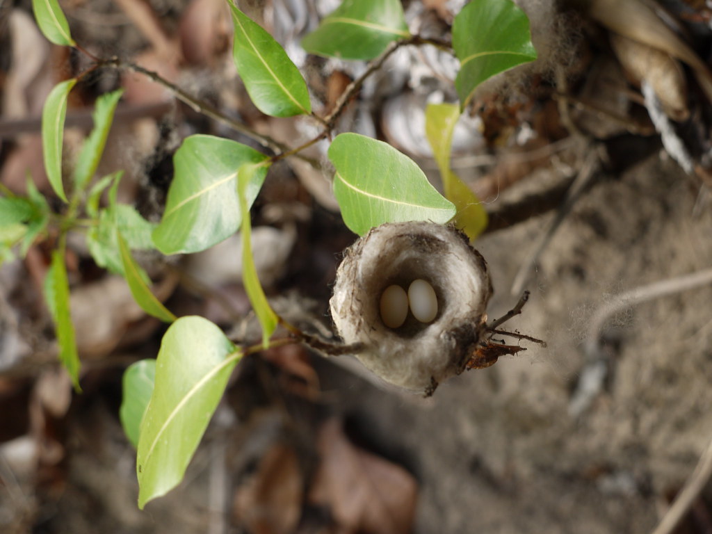 A tiny white hummingbird egg in a nest.